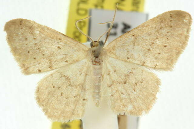 صورة Idaea epicyrta Turner 1917