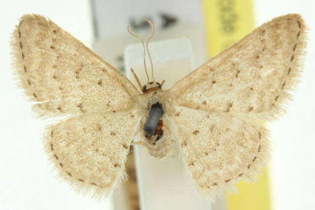 صورة Idaea philocosma Meyrick 1888