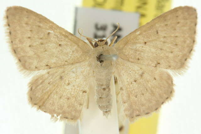 صورة Idaea philocosma Meyrick 1888