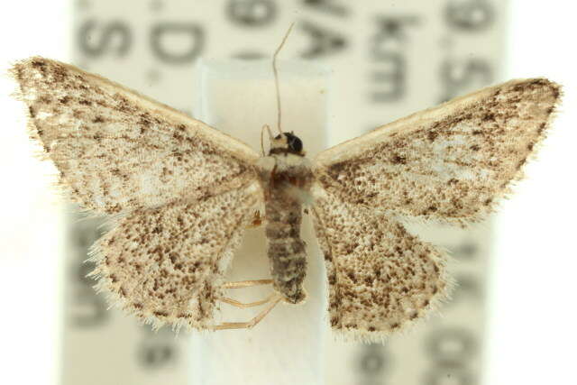 صورة Idaea nephelota Turner 1908