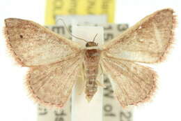 Image of Idaea inversata