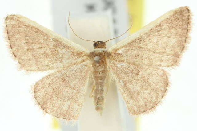 Image of Idaea inversata