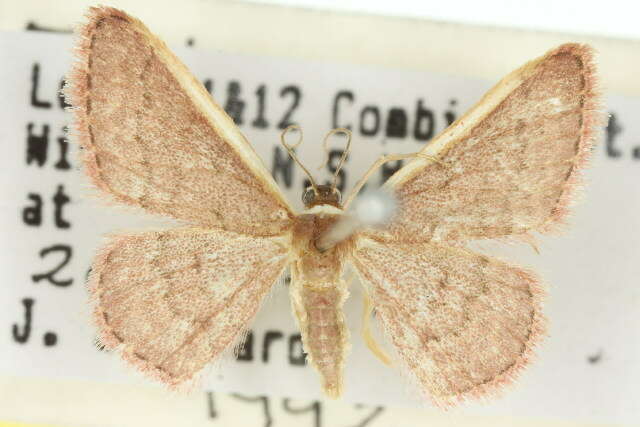 Image of Idaea inversata