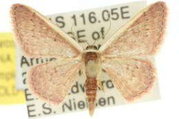 Image of Idaea inversata