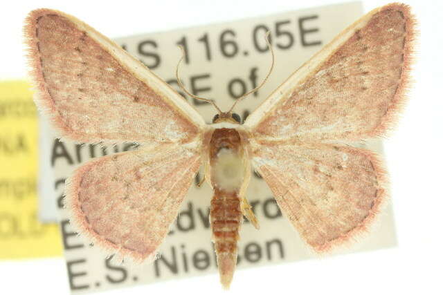 Image of Idaea inversata