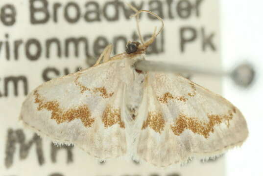 Image of Idaea iodesma Meyrick 1897