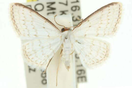 Image of Idaea argophylla Turner 1922