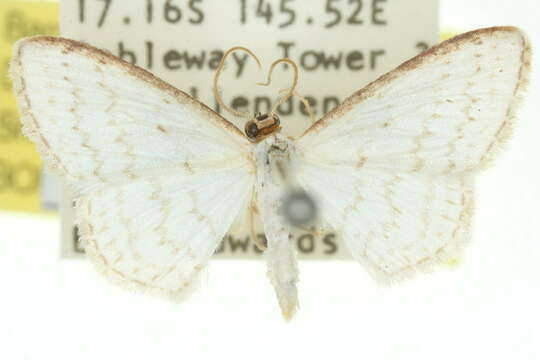 Image of Idaea argophylla Turner 1922