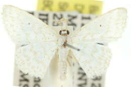 صورة Idaea chloristis