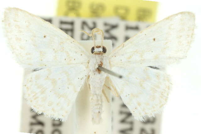 صورة Idaea chloristis