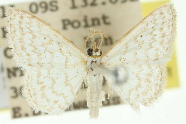 صورة Idaea chloristis