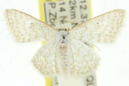 صورة Idaea chloristis