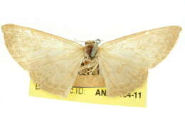 Image of Idaea dolichopis Turner 1908