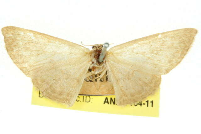 صورة Idaea dolichopis Turner 1908