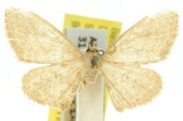 Image of Idaea dolichopis Turner 1908