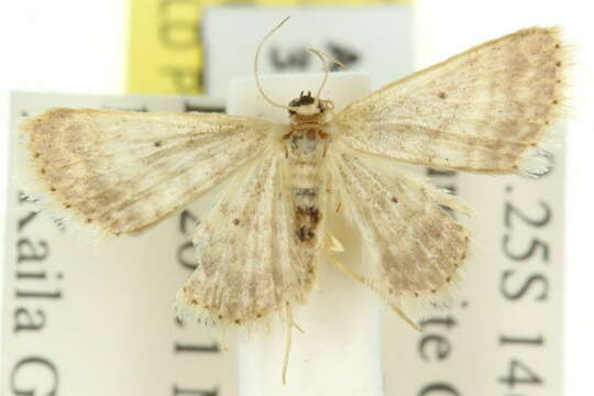 Image of Idaea elaphrodes Turner 1908