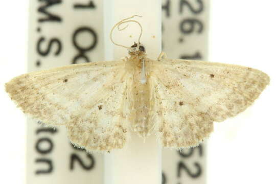 Image of Idaea elaphrodes Turner 1908