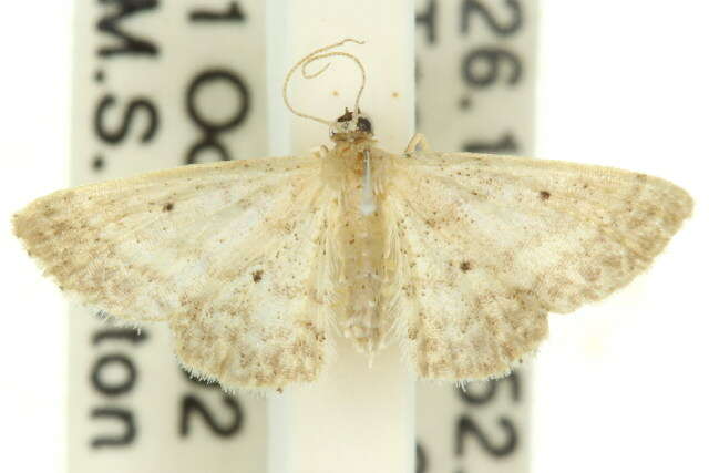 Image of Idaea elaphrodes Turner 1908