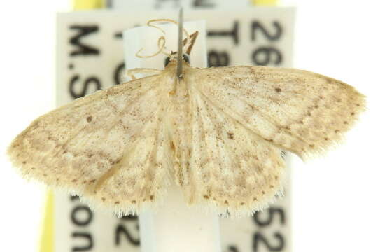 Image of Idaea elaphrodes Turner 1908