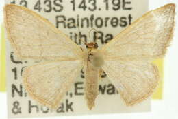 صورة Idaea uniformis Warren 1896