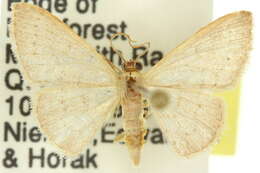 صورة Idaea uniformis Warren 1896