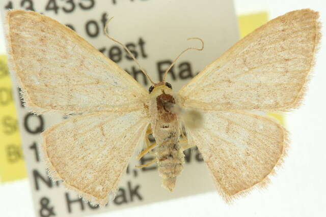 صورة Idaea uniformis Warren 1896