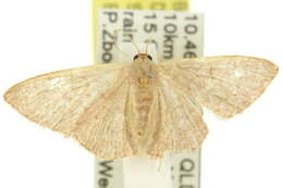 صورة Idaea uniformis Warren 1896