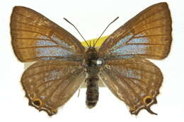 Image of Jalmenus lithochroa (Waterhouse 1903)