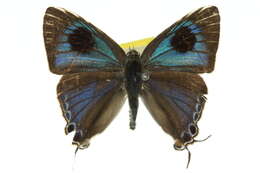 Слика од Hypolycaena phorbas (Fabricius 1793)