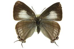 Слика од Hypolycaena phorbas (Fabricius 1793)