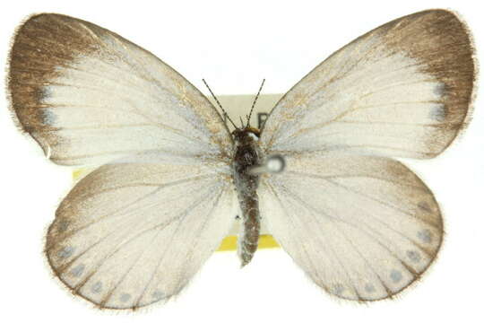 Image of <i>Nesolycaena urumelia</i>