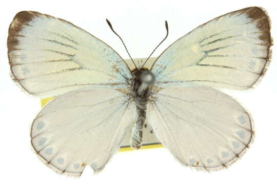 Image of <i>Nesolycaena urumelia</i>