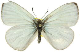 Image of Nesolycaena albosericea (Miskin 1891)