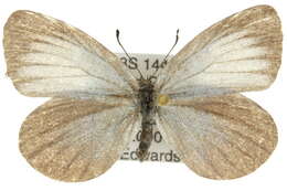 Image of <i>Nesolycaena medica</i>