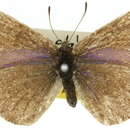 Image of <i>Candalides hyacinthina</i>