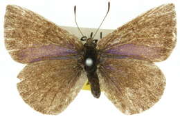 Image of <i>Candalides hyacinthina</i>