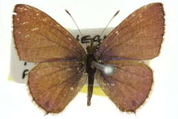 Image of Prosotas felderi (Murray 1874)