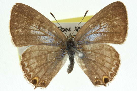 Image of Catopyrops florinda (Butler 1877)