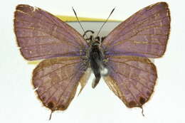 Image of Catopyrops florinda (Butler 1877)