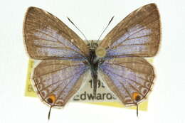 Image of Catopyrops florinda (Butler 1877)