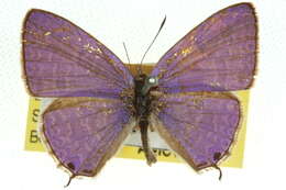 صورة Catopyrops ancyra (C. Felder 1860)