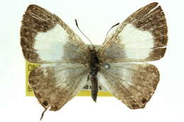 Image of Erysichton lineata (Murray 1874)