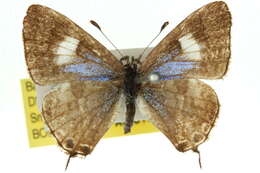 Image of <i>Sahulana scintillata</i>