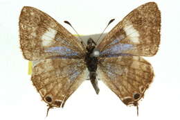 Image of <i>Sahulana scintillata</i>