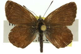 Image of <i>Neolucia hobartensis</i>