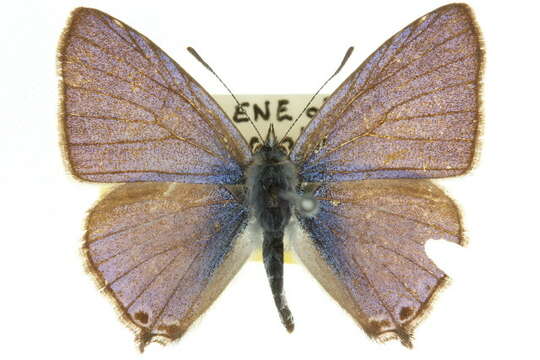 صورة Theclinesthes onycha (Hewitson 1865)