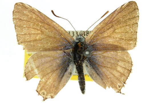 Image of Theclinesthes miskini (Lucas 1889)