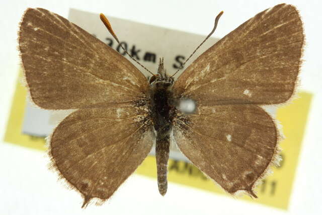 صورة Theclinesthes albocincta (Waterhouse 1903)