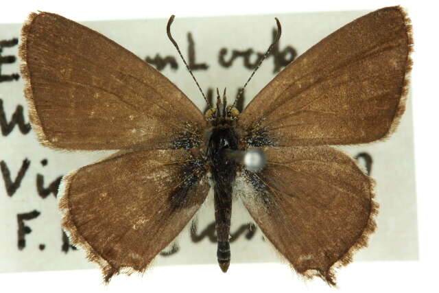 صورة Theclinesthes albocincta (Waterhouse 1903)