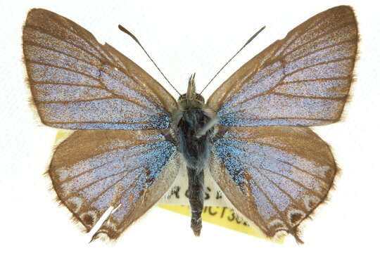 صورة Theclinesthes albocincta (Waterhouse 1903)